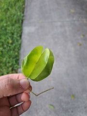 Gonopterodendron arboreum
