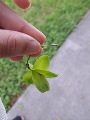 Gonopterodendron arboreum