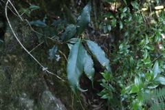 Osmanthus lanceolatus