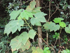 Dombeya burgessiae