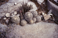 Coryphantha neglecta