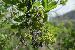 Vitex obovata wilmsii