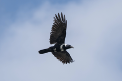Corvus pectoralis