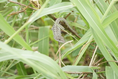 Anolis bonairensis
