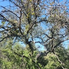 Quercus × alvordiana