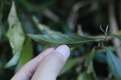 Callicarpa randaiensis