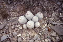 Epithelantha greggii