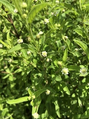 Lippia javanica