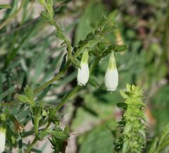 Onosma tanaitica
