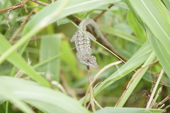 Anolis bonairensis