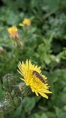 Episyrphus balteatus