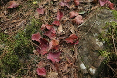 Acer morrisonense