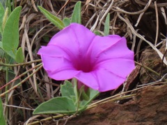 Ipomoea crassipes