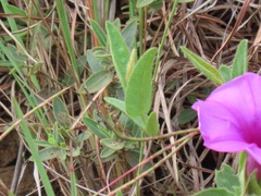 Ipomoea crassipes