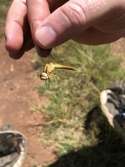 Crocothemis erythraea
