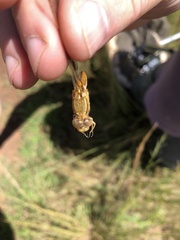 Crocothemis erythraea