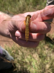 Crocothemis erythraea