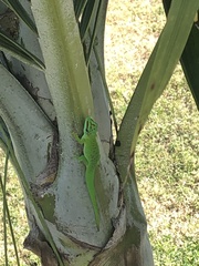 Phelsuma grandis