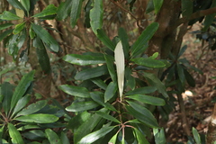 Rhododendron formosanum