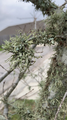 Ramalina leptocarpha