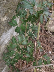 Rubus laciniatus