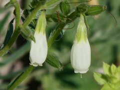 Onosma tanaitica