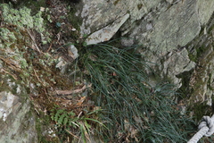 Ophiopogoneae