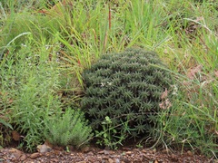 Euphorbia pulvinata