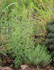 Conostomium natalense