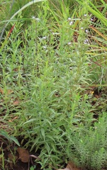 Conostomium natalense