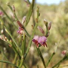 Jacksonia thesioides