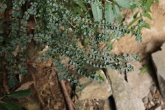 Ligustrum microcarpum