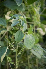 Acalypha indica