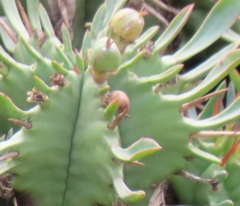 Euphorbia pulvinata