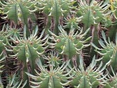 Euphorbia pulvinata