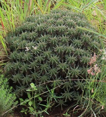 Euphorbia pulvinata