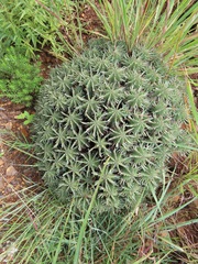 Euphorbia pulvinata