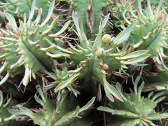 Euphorbia pulvinata
