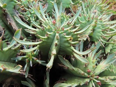 Euphorbia pulvinata