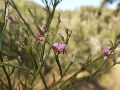 Jacksonia thesioides