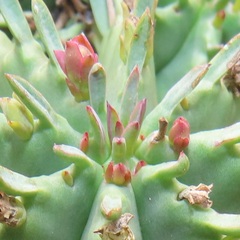 Euphorbia pulvinata