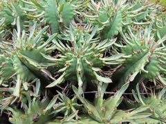 Euphorbia pulvinata