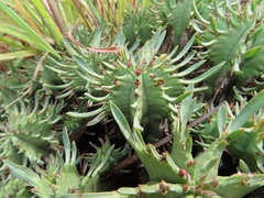 Euphorbia pulvinata