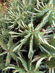 Euphorbia pulvinata