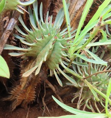 Euphorbia pulvinata