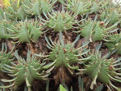 Euphorbia pulvinata