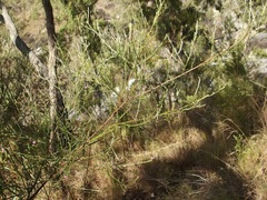 Jacksonia thesioides