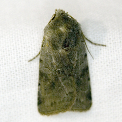 Cerastis rubricosa