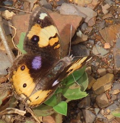 Junonia hierta cebrene