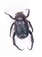 Hoplia